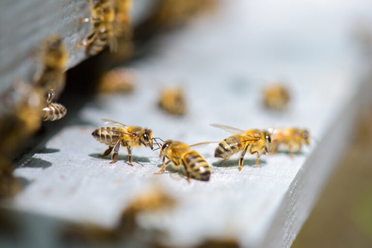 What are the Main Threats to Bees? 